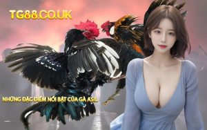 Những Đặc Điểm Nổi Bật Của Gà Asil