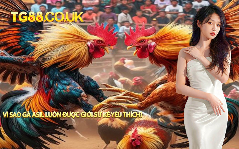 Vì Sao Gà Asil Luôn Được Giới Sư Kê Yêu Thích?